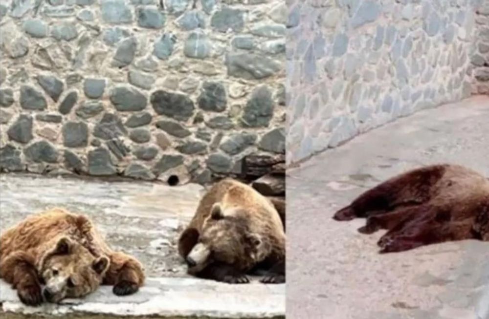 Los imágenes viralizadas de los osos pardos del Zoológico de San Pedro.