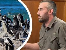 Tres años de prisión condicional al productor ganadero por la matanza de pingüinos en Punta Tombo