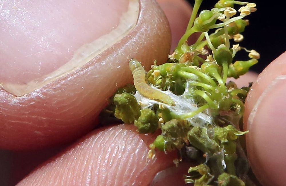 Lanzaron la campaña 2021/2022 de control de la polilla de la vid