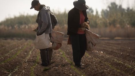 Los Andes | Los ingresos de las zonas rurales acortaron cuatro puntos de distancia con los sueldos urbanos.Alex junto a su hermana Rocío plantando cebolla en la chacra.El 15 de abril, el dueño de una finca en Rodeo del Medio (Maipú) atropelló Axel hijo del contrat