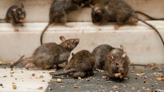 Murió una adolescente de 15 años por hantavirus en Esquel.