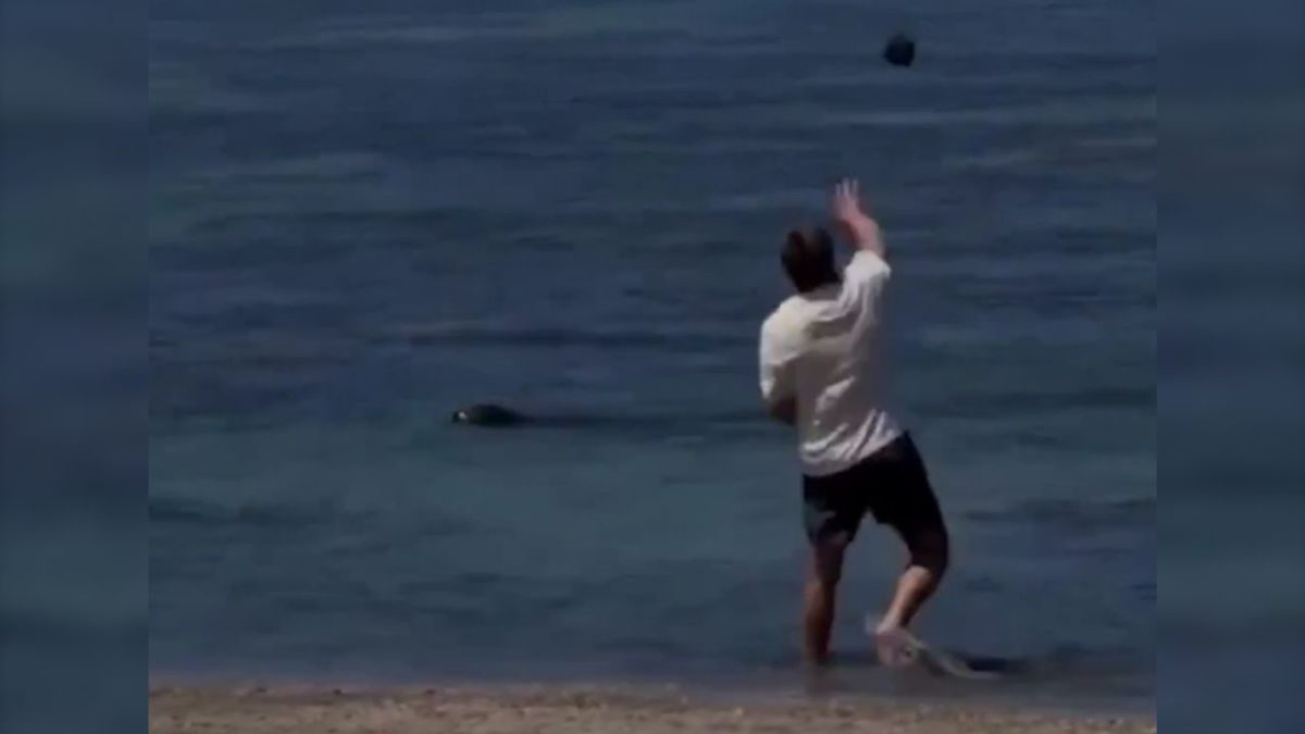 Detuvieron a un turista por atacar a una foca en peligro de extinción: el video del escándalo