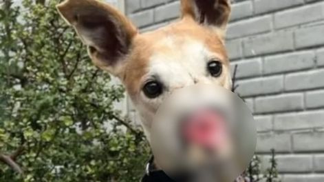Voldemort, el perrito que nadie quiere adoptar