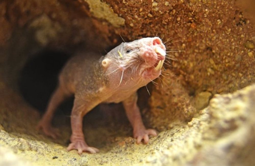 “Los ratones y las ratas tienen una probabilidad similar de desarrollar cáncer, pero las ratas topo desnudas casi nunca desarrollan cáncer. Foto: Bioparc Valencia.