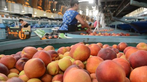 Durazno para industria: arranca una nueva cosecha y los productores esperan un repunte de precios y recuperar mercados