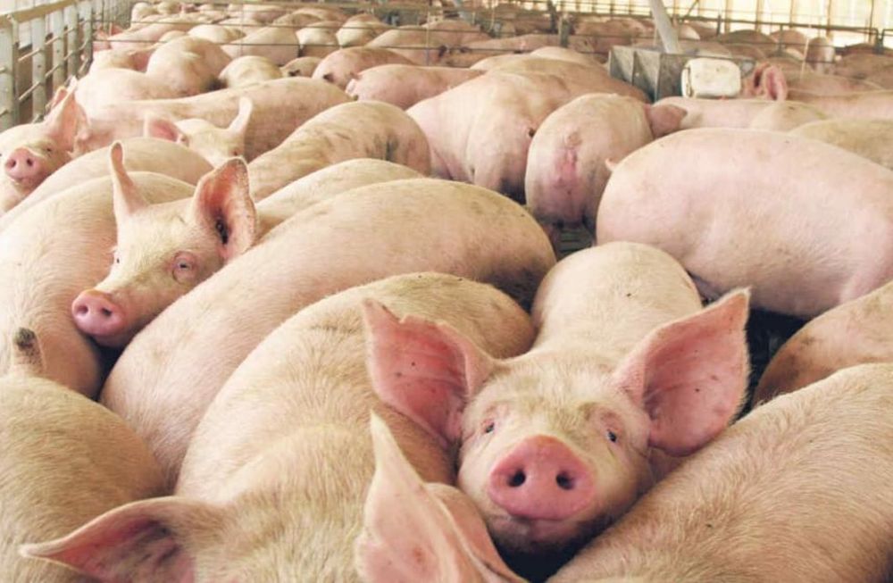 La rentabilidad de las granjas porcinas cayó drásticamente en el primer trimestre y las de menor rendimiento están trabajando a pérdida.