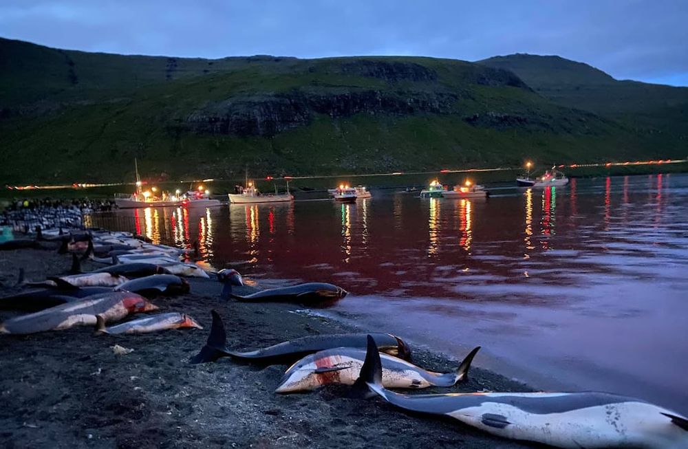 Grindadràp, la cruel tradición de Islas Feroe. Foto: Twitter @Seasaver