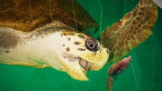 El tortugo Jorge cumple un año en su nuevo hogar en Mar del Plata