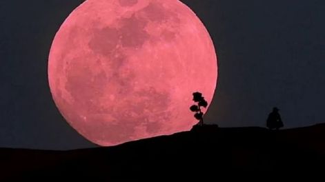 La Luna Rosa está relacionada con la llegada de la primavera en el hemisferio norte. Foto: Gentileza
