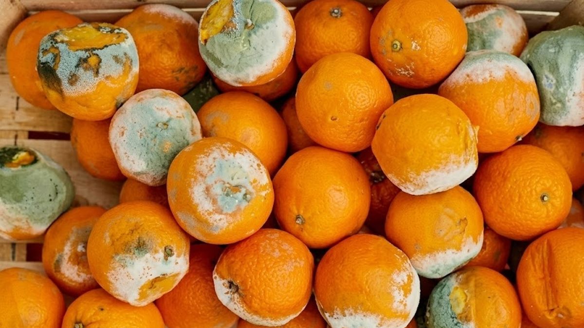 Si encontrás una mandarina con moho en tu casa no la tires, tenés un tesoro: es la clave para la limpieza en el hogar