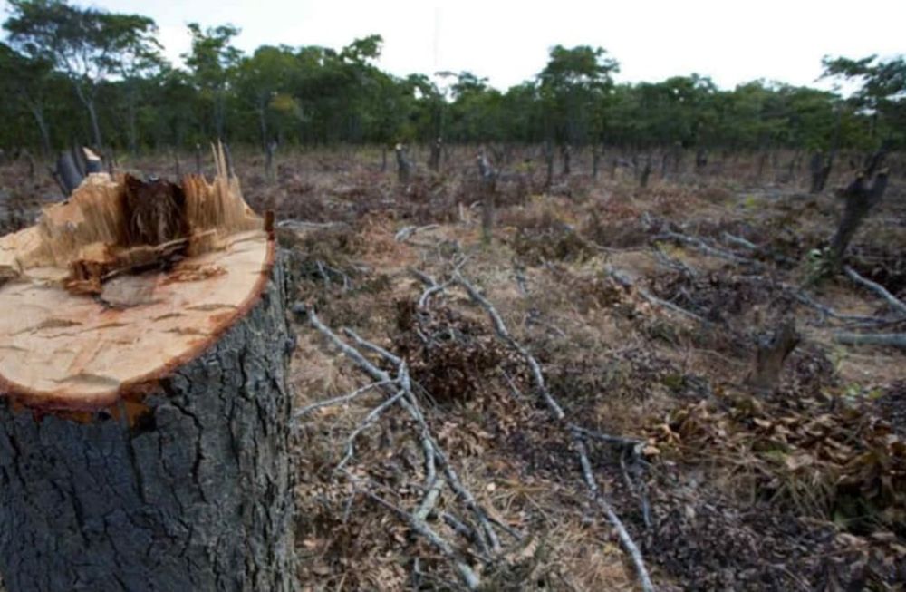 DESMONTE. Actualmente se conserva el 27 por ciento de la superficie originalmente ocupada por bosques nativos en Argentina. (Fundación Vida Silvestre)