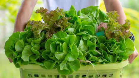La clave de limpiar las verduras correctamente está en la constancia y en conocer cómo tratar cada tipo de según su superficie y textura.