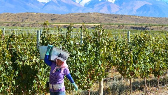 Cosecha de malbec en Tupungato. La política saludó al varietal y destacó sus bondades como actividad económica e ícono cultural. Foto: Claudio Gutierrez / Los Andes