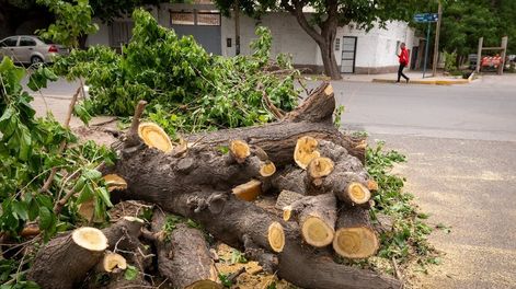 Demorarán una semana más en arreglar y retirar los arboles caídos. | Foto: Ignacio Blanco / Los Andes