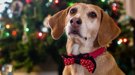 Los Andes | Las principales recomendaciones de una veterinaria mendocina sobre lo que es recomendable hacer -y lo que no- con las mascotas para las fiestas.