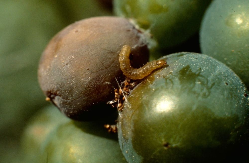 El financiamiento provincial busca asegurar la continuidad de la campaña sanitaria 2025/2026 en los viñedos mendocinos.