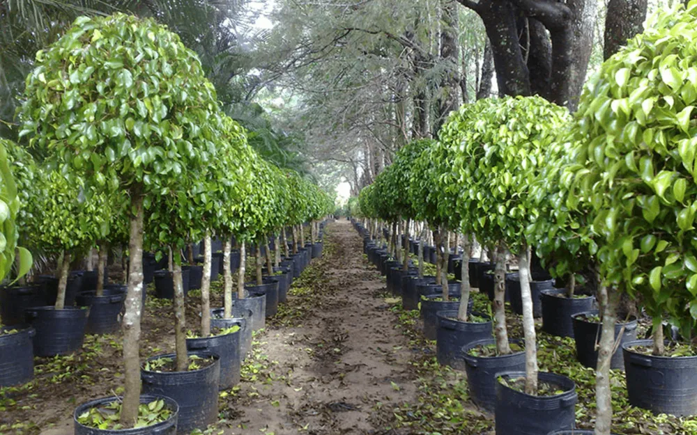 Este árbol ofrece sombra todo el día, no ensucia y resiste a la sequía.