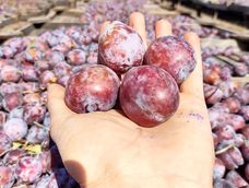 El fruto fresco se comercializa poco, pero China también está interesado en las frutas de carozo.