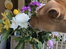 Algunas plantas pueden afectar seriamente a los perros si no se toman precauciones.