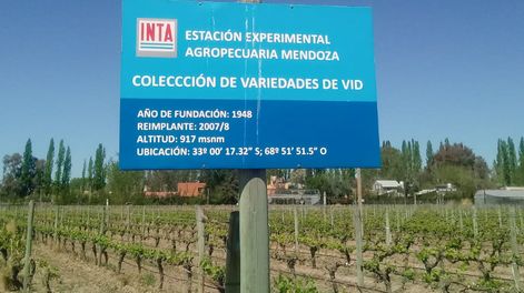 Tenemos la colección de vides en Luján de Cuyo, una de las más grandes de América, confirma la Directora de INTA Mendoza, Ing. Agr. Analía Díaz Bruno.