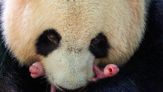 Las crías de panda están en perfecto estado en el Zoo de Beauval. / Archivo