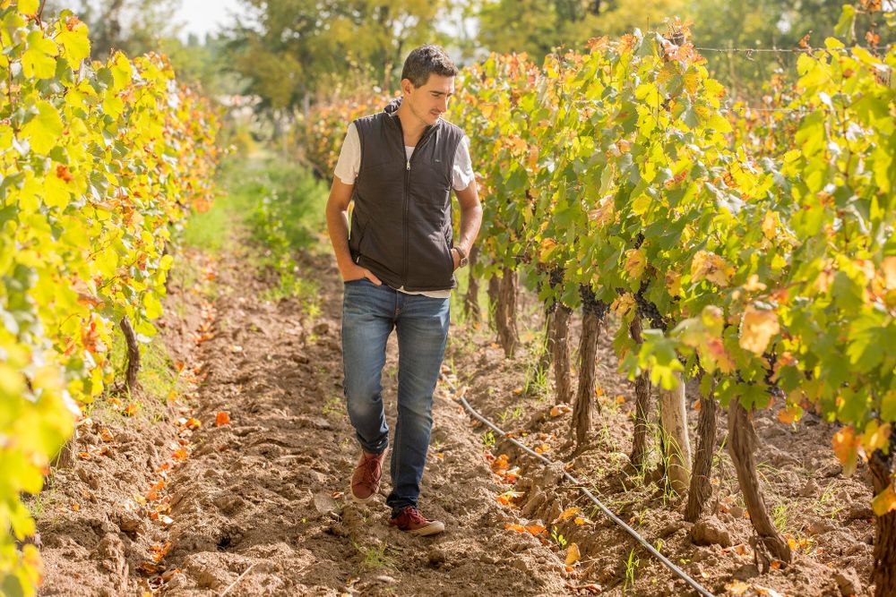 “El problema no es si hay vino, sino cómo sostener valor”, sostiene Diego Stortini, vicepresidente de la Federación Económica de Mendoza 