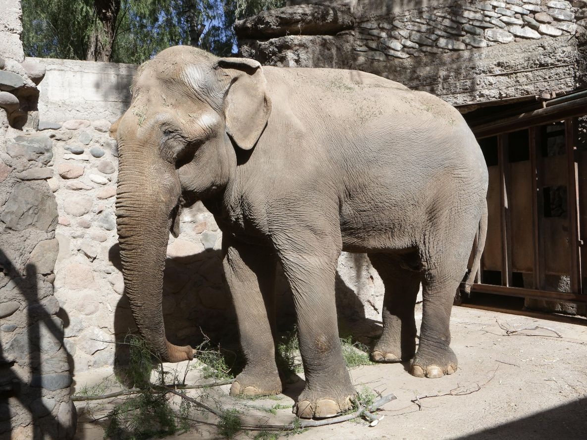 Tamy, el elefante asiático que falleció el pasado 24 de junio a los 55 años de edad. Tamy, el elefante asiático que falleció el pasado 24 de junio a los 55 años de edad.