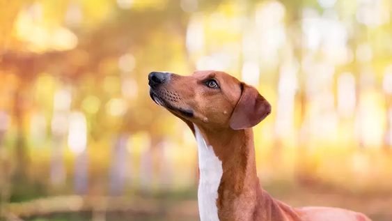 9 razas de perros raras que son casi imposibles de encontrar