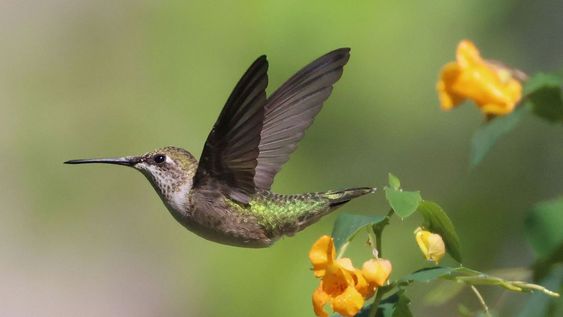 Ver un colibrí de cerca no es algo común, y cuando sucede, transforma el ambiente de casa.