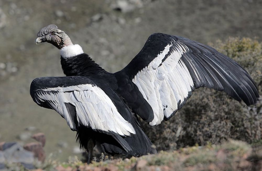 Una muestra de fotos para resaltar el rol clave del cóndor en el ambiente y desmitificar que es peligroso. Foto: Ministerio de Ambiente de Mendoza.