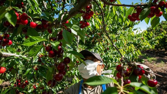 Contra lo esperado, la cosecha será un 14% menor a la de 2020. Sin embargo, con 4.100 toneladas pronosticadas, el número sería mejor que los de 2018 y 2019. / Foto: Ignacio Blanco / Los Andes