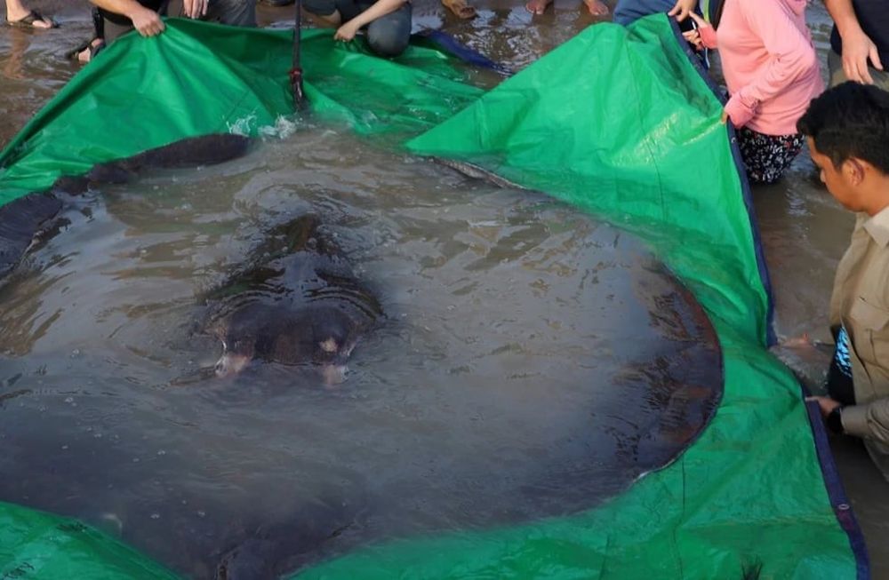 Pescadores e investigadores explicaron que se trata de una raya de casi cuatro metros y 300 kilos. Este pez de tamaño récord “pone de relieve lo poco que sabemos sobre muchos de estos peces gigantes de agua dulce”.