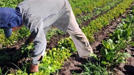 Producción agrícola: se debe usar cada vez más productos amigables - Por Pablo F. Loyola