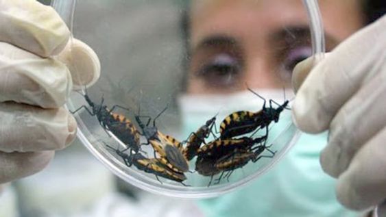 Chagas, una enfermedad que debe recibir atención