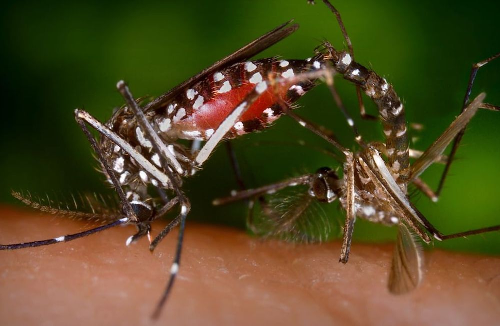 Mendoza entre las provincias con menos notificaciones de dengue pero es la que más tiene en Cuyo. El vector del virus es el mosquito Aedes Aegypti