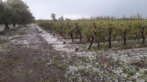 Luego de los daños por el granizo este martes, en la misma zona que el año pasado, surge en debate sobre la reconversión de cultivos