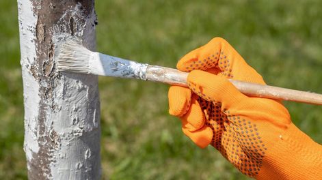 Pintar los árboles de blanco es una práctica ideal ante la llegada de la primavera porque ayuda a algunas especies a desarrollarse mejor.