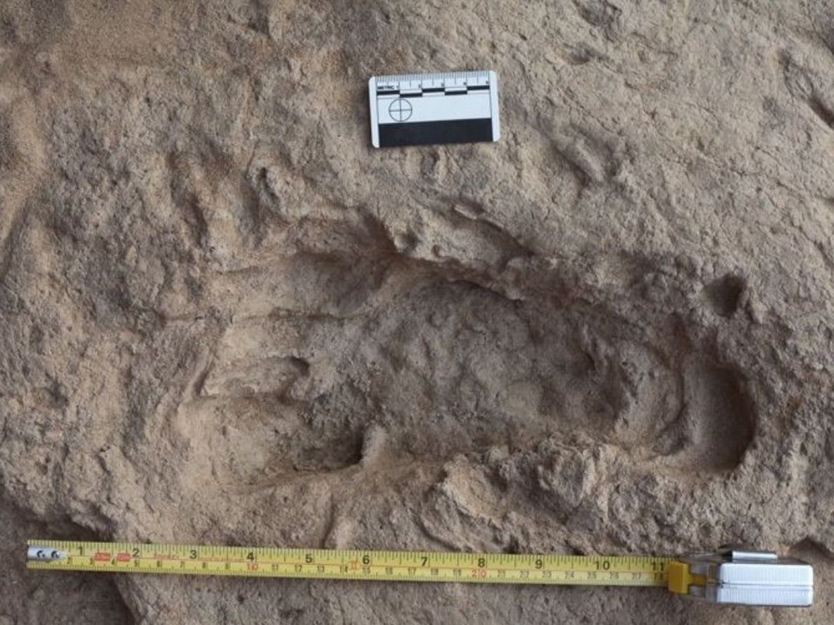 Las huellas muestran que hace 1,4 millones de años, un grupo de machos adultos de Paranthropus boisei caminó junto por el barro de la orilla de un lago.