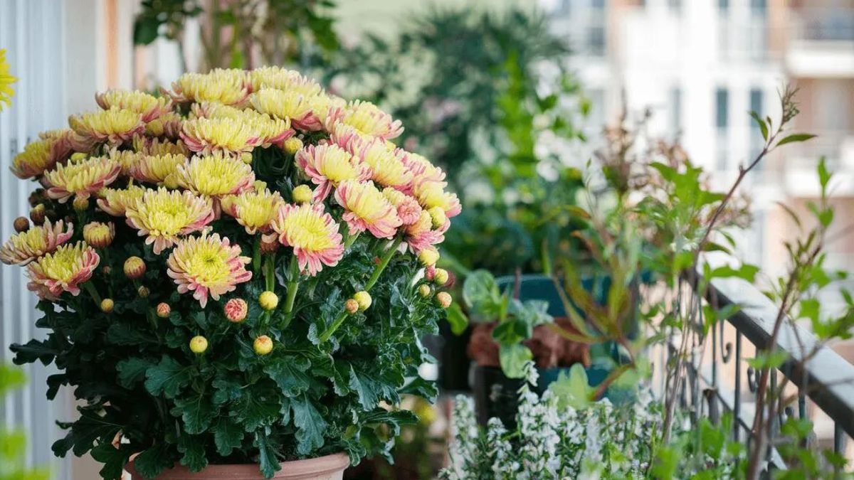 La planta más resistente de todo el otoño puede florecer en el balcón: su cuidado es mínimo