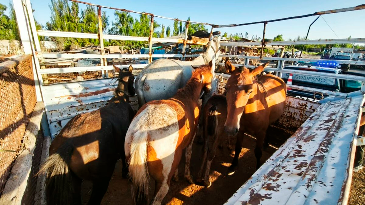 Esforzado y meritorio rescate de animales en peligro