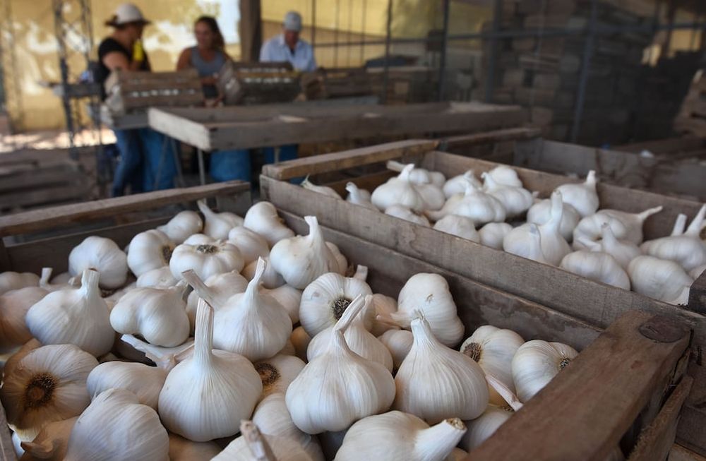 Los integrantes de la cadena productiva del ajo aguardan con incertidumbre que se aclare el panorama de cómo se comportará el mercado mundial este año