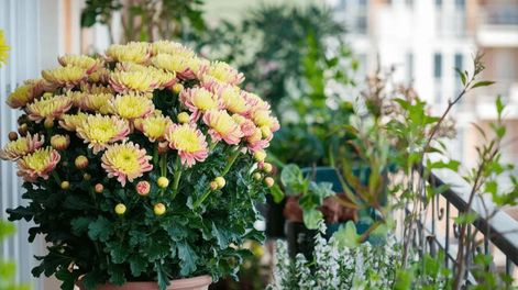 Es una planta versátil, capaz de adaptarse a distintas necesidades dentro del hogar.