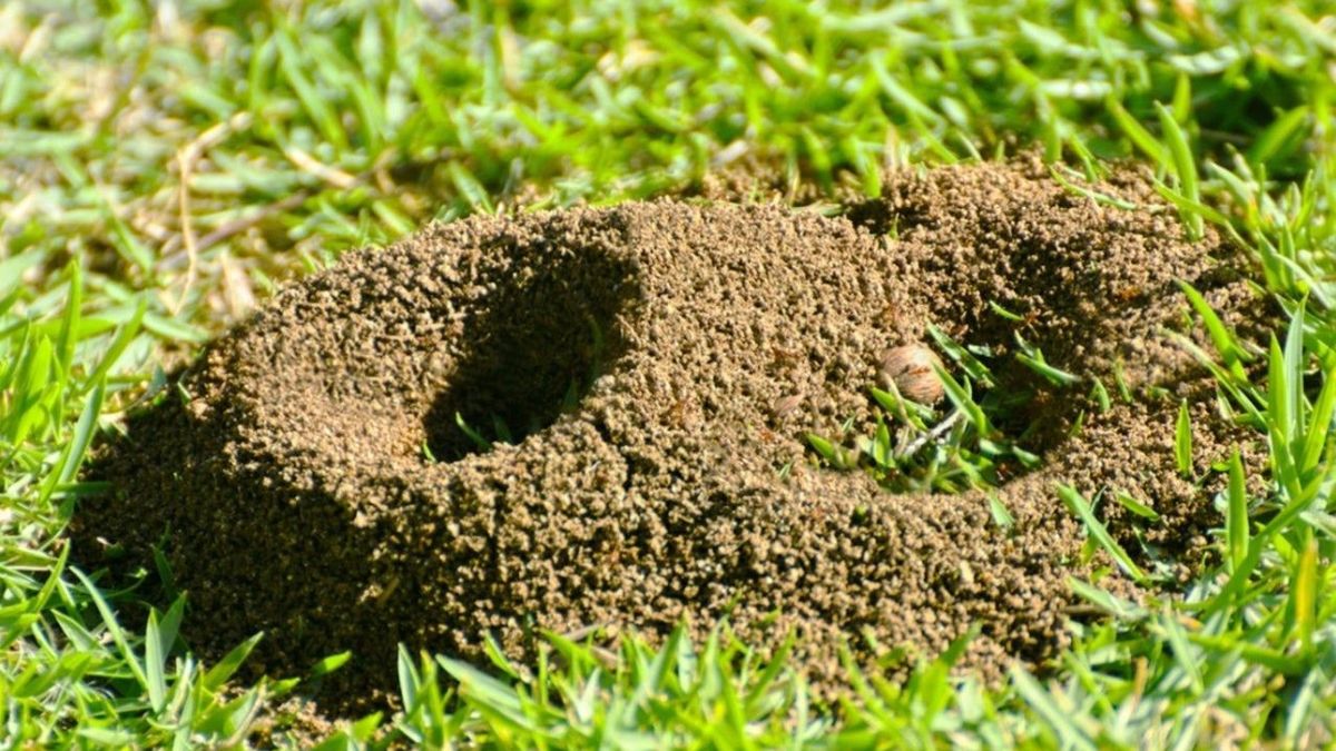 Cómo eliminar hormigas rojas cuando forman su hormiguero en el jardín con métodos caseros y efectivos