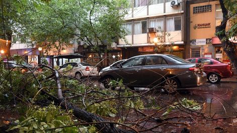 Árboles y postes caídos fue el saldo de la violenta tormenta de ayer