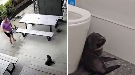 Una foca bebé entró a un bar y causó ternura en redes.&nbsp;