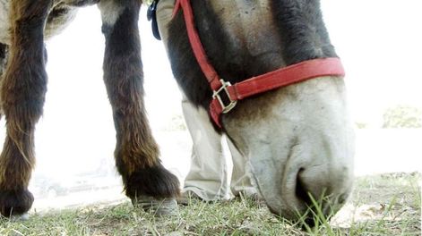 Los Andes | BURRO. Imagen ilustrativa (AP/The Oklahoman, Matt Strasen/Archivo).