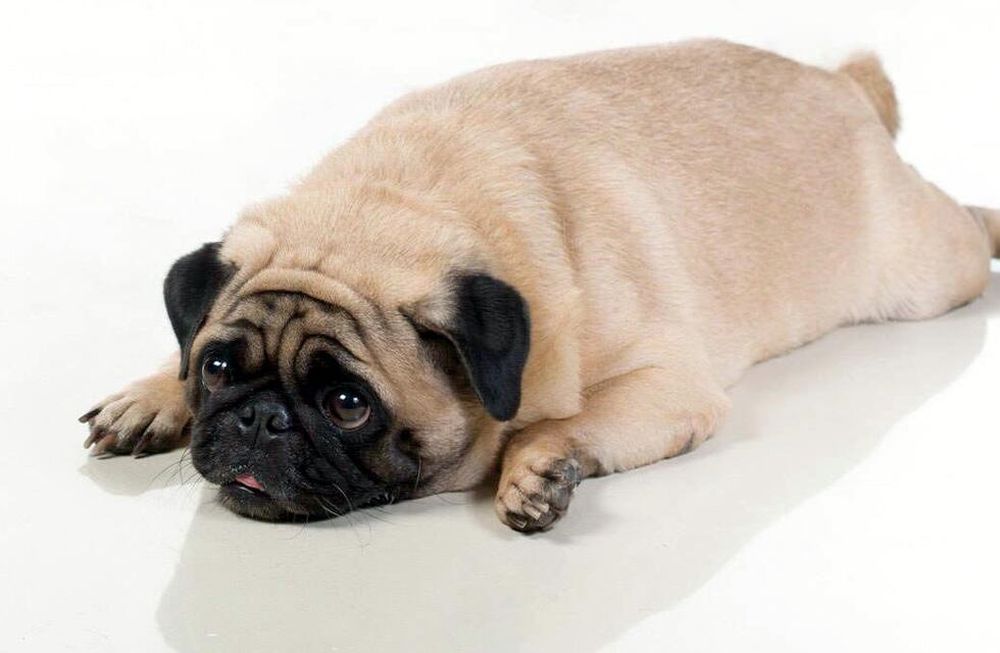 El 40% de los perros y los gatos sufren de sobrepeso