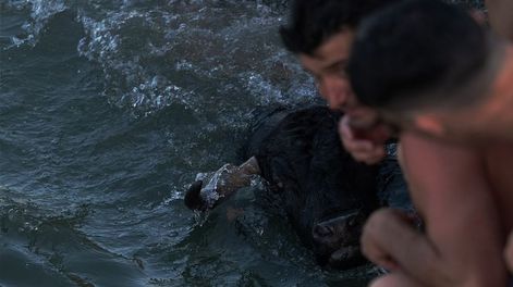 Indignación por la muerte de un toro en los festejos de Bous a la mar en España. Foto: Twitter / @alertamundial2.