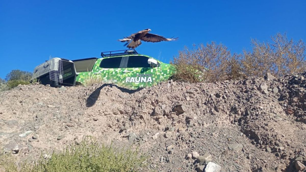 Emotiva liberación de animales autóctonos que estaban encerrados como mascotas
