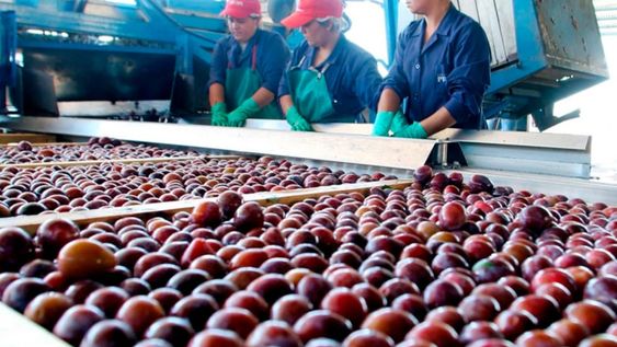 La ciruela en fresco es uno de los productos que se comercializan en este Marketplace para exportadores.
